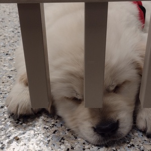 Fundraising Page: Gretchen Henrich